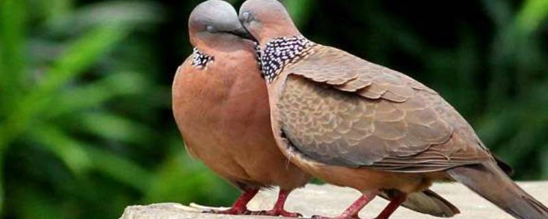 斑鸠是终身一夫一妻吗