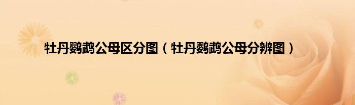 牡丹鹦鹉公母区分图（牡丹鹦鹉公母分辨图）