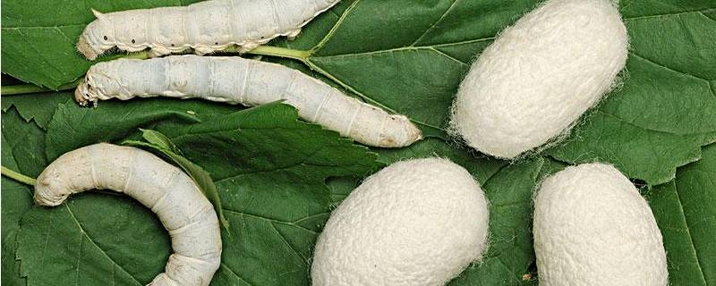 蚕宝宝怎么分辨公母