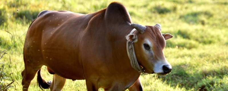 四肢愿劳乐三餐打一生肖