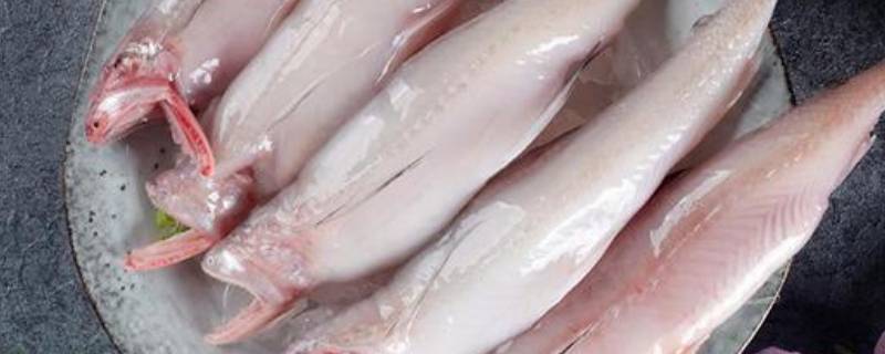 龙头旺是什么鱼