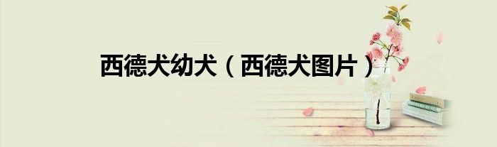 西德犬幼犬（西德犬图片）