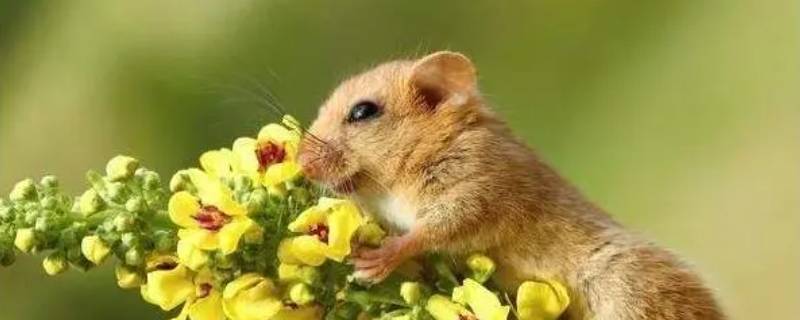 心劳计绌是指什么生肖